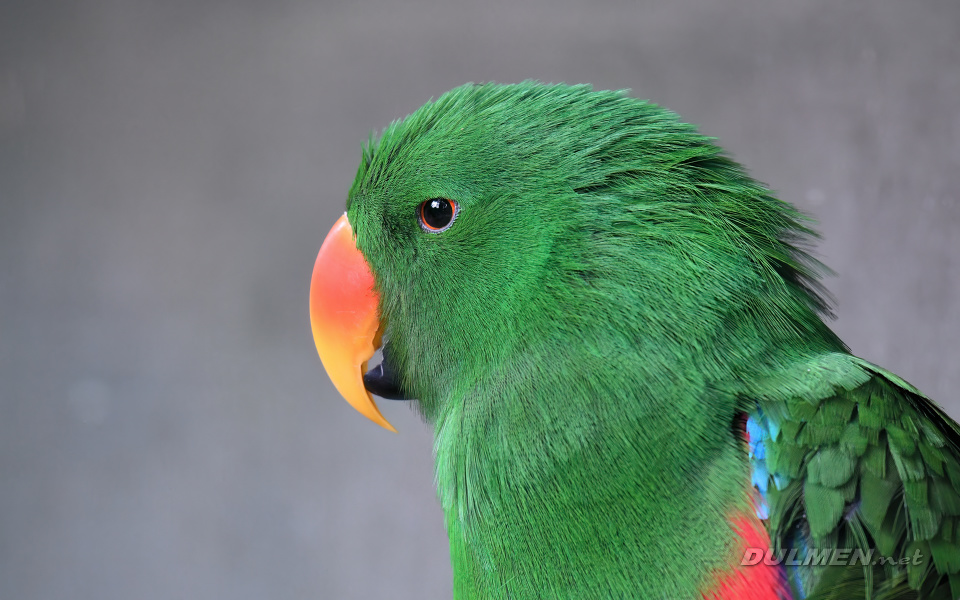 Moluccan Eclectus (male, Eclectus roratus)
